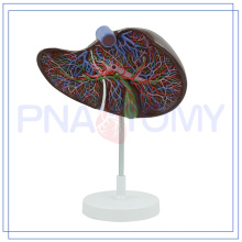 PNT-0472 enlarged human liver model